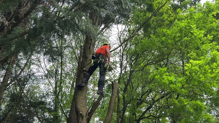 Best Tree Risk Assessment  in Foster City, CA